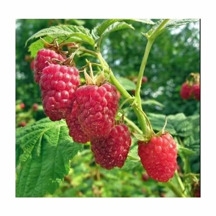 20-30cm Glen Clova' Raspberry Bush | 5 Bare Root Canes 1 20-30cm Glen Clova' Raspberry Bush | 5 Bare Root Canes
