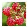 20-30cm Glen Lyon' Raspberry Bush | 5 Bare Root Canes