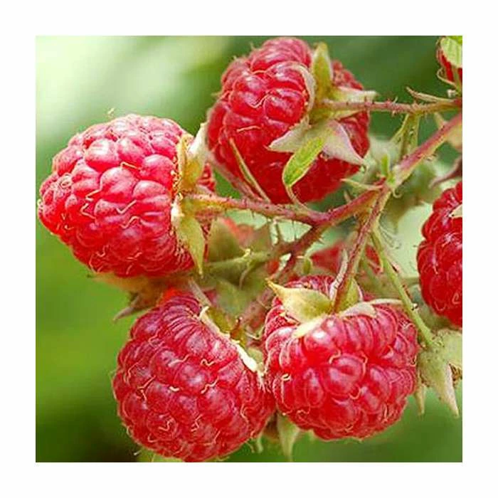 20-30cm Glen Lyon' Raspberry Bush | 5 Bare Root Canes 1 20-30cm Glen Lyon' Raspberry Bush | 5 Bare Root Canes