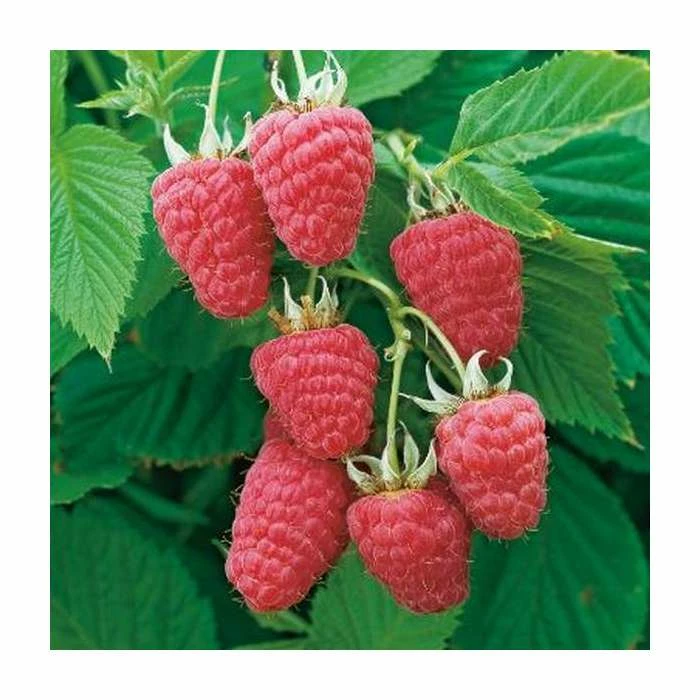 20-30cm Glen Prosen' Raspberry Bush | 5 Bare Root Canes 1 20-30cm Glen Prosen' Raspberry Bush | 5 Bare Root Canes