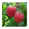 20-30cm Malling Jewel' Raspberry Bush | 5 Bare Root Canes