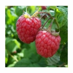 20-30cm Malling Jewel' Raspberry Bush | 5 Bare Root Canes