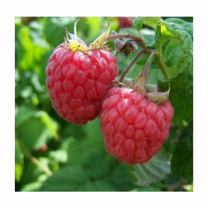 20-30cm Malling Jewel' Raspberry Bush | 5 Bare Root Canes 1 20-30cm Malling Jewel' Raspberry Bush | 5 Bare Root Canes