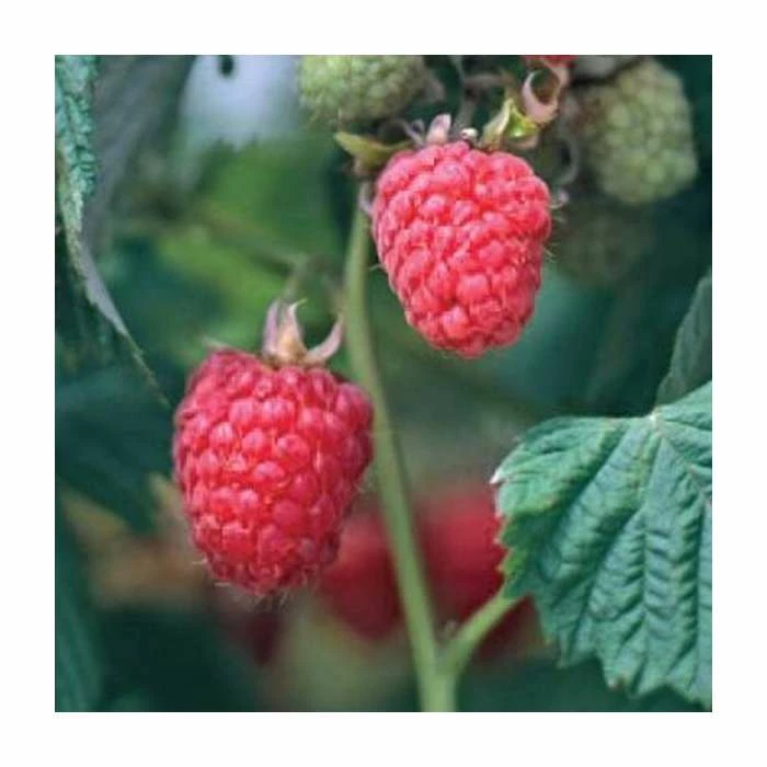 20-30cm Malling Leo' Raspberry Bush | 5 Bare Root Canes 1 20-30cm Malling Leo' Raspberry Bush | 5 Bare Root Canes