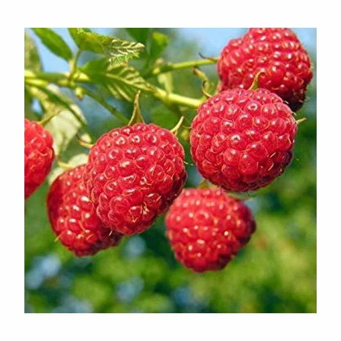 20-30cm Octavia' Raspberry Bush | 5 Bare Root Canes 1 20-30cm Octavia' Raspberry Bush | 5 Bare Root Canes