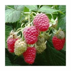20-30cm Polka' Raspberry Bush | 5 Bare Root Canes