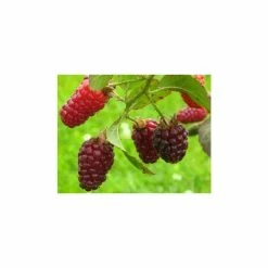 20-30cm Tayberry Bush | Bare Root
