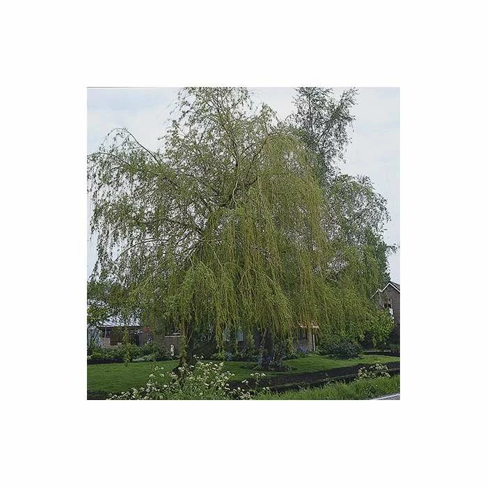 Salix × Sepulcralis Var. Chrysocoma | Golden Weeping Willow Tree | 9L Pot | 120-150cm 3 Salix × Sepulcralis Var. Chrysocoma | Golden Weeping Willow Tree | 9L Pot | 120-150cm - Image 3