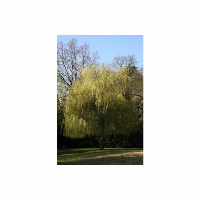 Salix × Sepulcralis Var. Chrysocoma | Golden Weeping Willow Tree | 9L Pot | 120-150cm 4 Salix × Sepulcralis Var. Chrysocoma | Golden Weeping Willow Tree | 9L Pot | 120-150cm - Image 4
