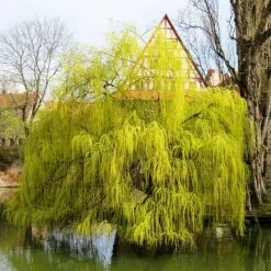 Salix × Sepulcralis Var. Chrysocoma | Golden Weeping Willow Tree | 9L Pot | 120-150cm