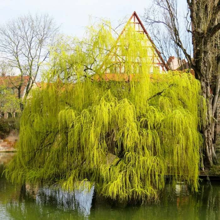 Salix × Sepulcralis Var. Chrysocoma | Golden Weeping Willow Tree | 9L Pot | 120-150cm 1 Salix × Sepulcralis Var. Chrysocoma | Golden Weeping Willow Tree | 9L Pot | 120-150cm