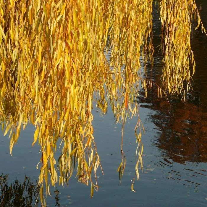 Salix × Sepulcralis Var. Chrysocoma | Golden Weeping Willow Tree | 9L Pot | 120-150cm 2 Salix × Sepulcralis Var. Chrysocoma | Golden Weeping Willow Tree | 9L Pot | 120-150cm - Image 2