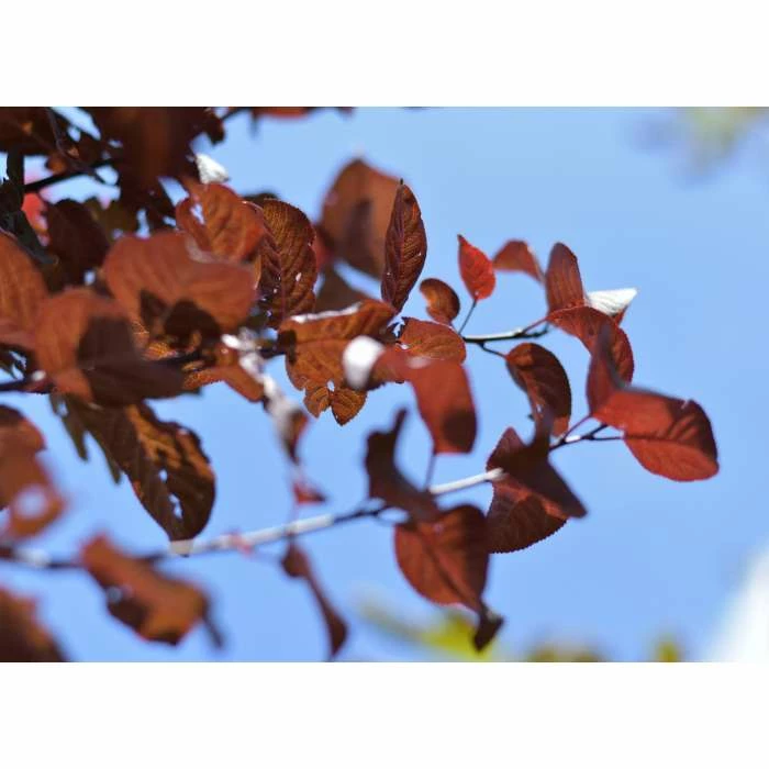 Prunus Cerasifera 'Pissardii' | Cherry Blossom Tree 4 Prunus Cerasifera 'Pissardii' | Cherry Blossom Tree - Image 4