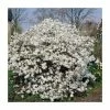 Magnolia Stellata | Star Magnolia | 18L Pot | 180-200cm