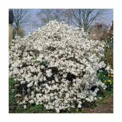 Magnolia Stellata | Star Magnolia | 18L Pot | 180-200cm