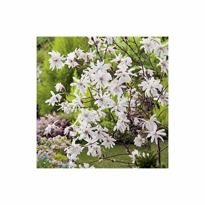 Magnolia Stellata | Star Magnolia | 18L Pot | 150-180cm Half Standard 3 Magnolia Stellata | Star Magnolia | 18L Pot | 150-180cm Half Standard - Image 3