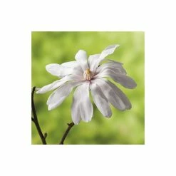 Magnolia Stellata | Star Magnolia | 18L Pot | 150-180cm Half Standard 9 Magnolia Stellata | Star Magnolia | 18L Pot | 150-180cm Half Standard -botanical garden shop TR063230L2 add image 3 d5a7