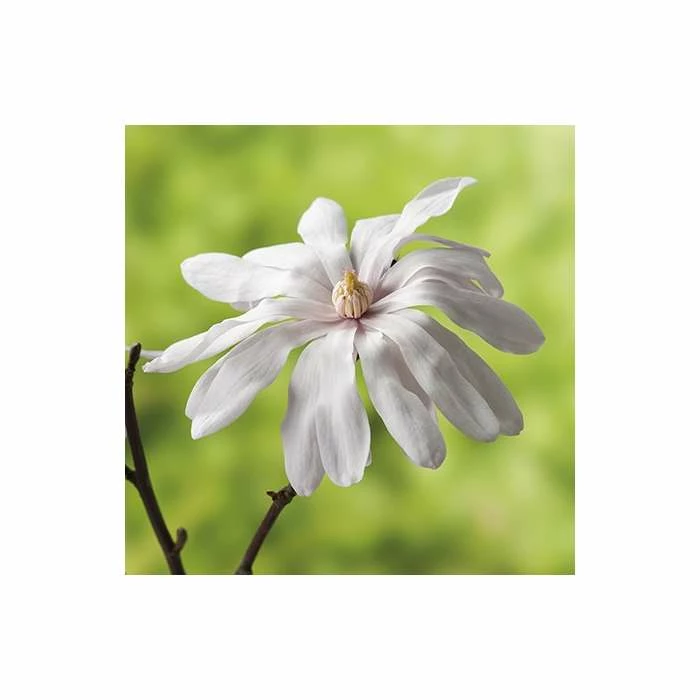 Magnolia Stellata | Star Magnolia | 18L Pot | 150-180cm Half Standard 4 Magnolia Stellata | Star Magnolia | 18L Pot | 150-180cm Half Standard - Image 4