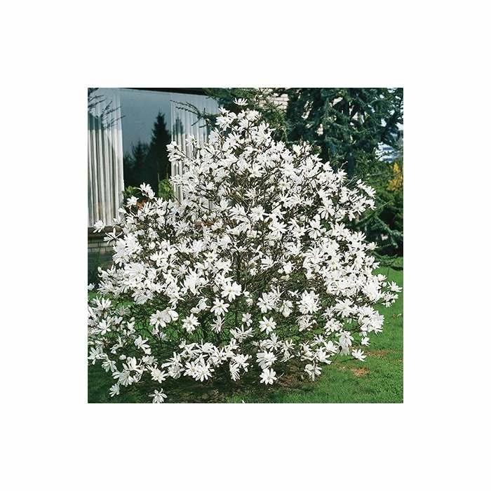 Magnolia Stellata | Star Magnolia | 18L Pot | 150-180cm Half Standard 5 Magnolia Stellata | Star Magnolia | 18L Pot | 150-180cm Half Standard - Image 5