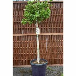 Magnolia Stellata | Star Magnolia | 18L Pot | 150-180cm Half Standard 11 Magnolia Stellata | Star Magnolia | 18L Pot | 150-180cm Half Standard -botanical garden shop TR063230L2 add image 5 80f6
