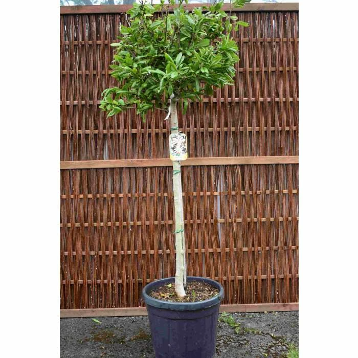 Magnolia Stellata | Star Magnolia | 18L Pot | 150-180cm Half Standard 6 Magnolia Stellata | Star Magnolia | 18L Pot | 150-180cm Half Standard - Image 6