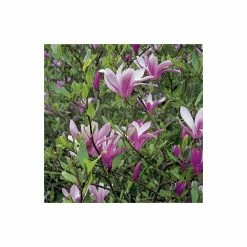 Magnolia 'Susan' | 18L Pot | 120-150cm 9 Magnolia 'Susan' | 18L Pot | 120-150cm -botanical garden shop TR063318L add image 4 1f7f