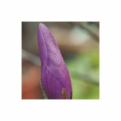 Magnolia 'Susan' | 18L Pot | 180-200cm 7 Magnolia 'Susan' | 18L Pot | 180-200cm -botanical garden shop TR063330L2 add image 1 0978