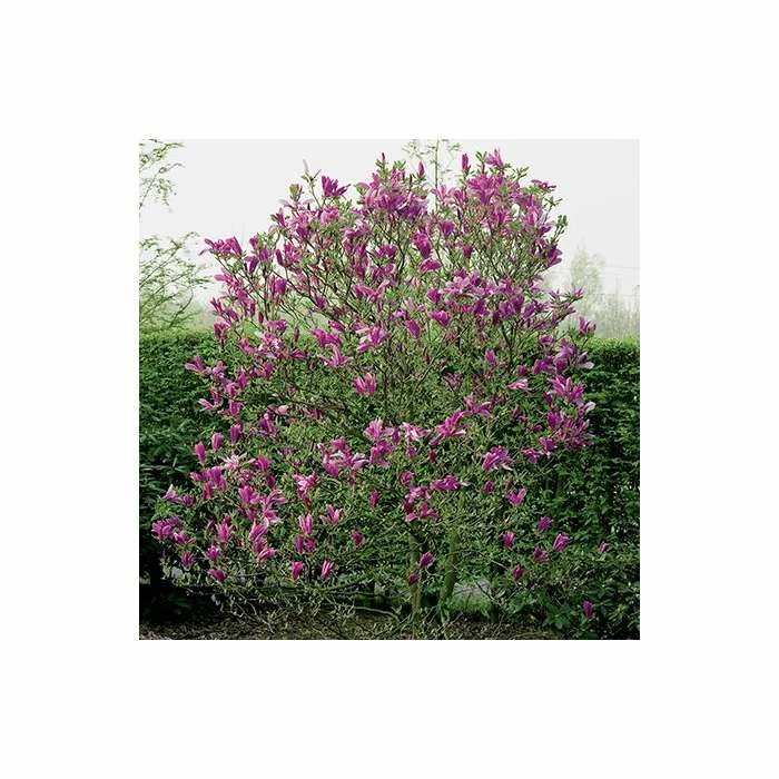 Magnolia 'Susan' | 18L Pot | 180-200cm 1 Magnolia 'Susan' | 18L Pot | 180-200cm