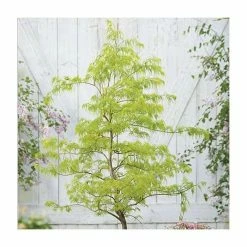 Acer Palmatum 'Dissectum' | Japanese Maple Tree | 5L Pot 6 Acer Palmatum 'Dissectum' | Japanese Maple Tree | 5L Pot -botanical garden shop TR07055L add image 1 01c1