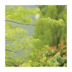 Acer Palmatum 'Dissectum' | Japanese Maple Tree | 5L Pot 7 Acer Palmatum 'Dissectum' | Japanese Maple Tree | 5L Pot -botanical garden shop TR07055L add image 2 3bed