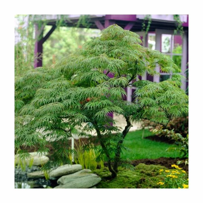 Acer Palmatum 'Dissectum' | Japanese Maple Tree | 5L Pot 1 Acer Palmatum 'Dissectum' | Japanese Maple Tree | 5L Pot
