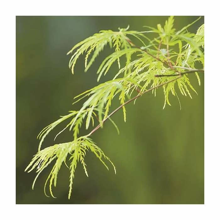 Acer Palmatum 'Dissectum' | Japanese Maple Tree | 5L Pot 2 Acer Palmatum 'Dissectum' | Japanese Maple Tree | 5L Pot - Image 2