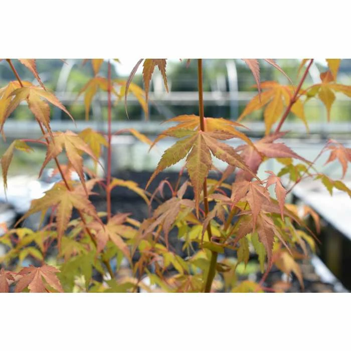 Acer Palmatum 'Katsura' | Japanese Maple Tree | 5L Pot 4 Acer Palmatum 'Katsura' | Japanese Maple Tree | 5L Pot - Image 4