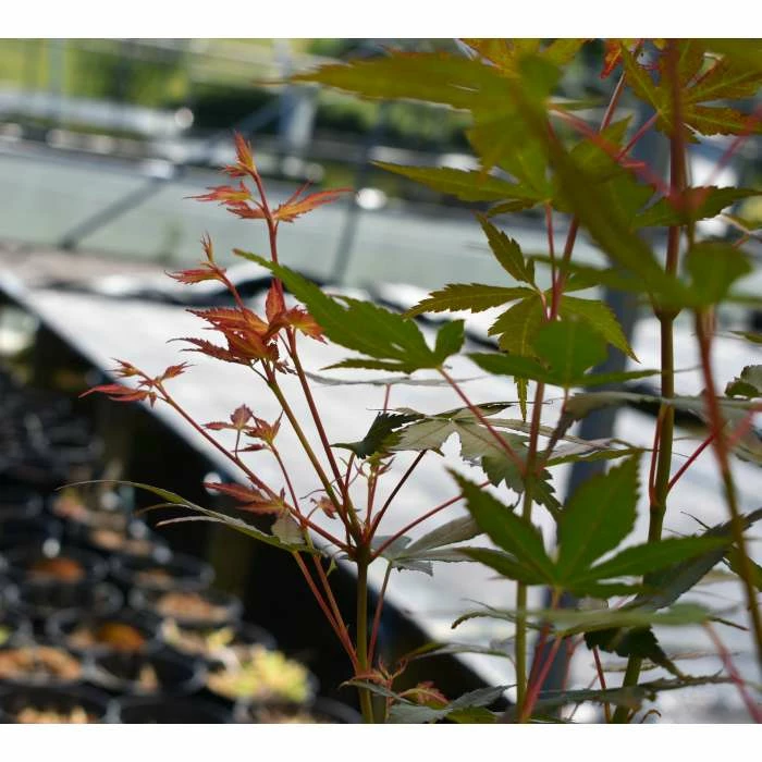 Acer Palmatum 'Katsura' | Japanese Maple Tree | 5L Pot 5 Acer Palmatum 'Katsura' | Japanese Maple Tree | 5L Pot - Image 5