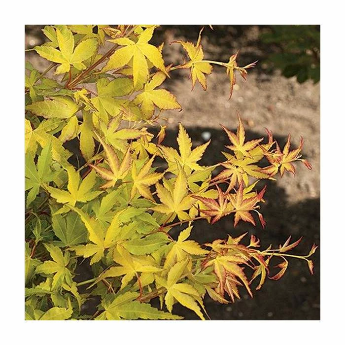 Acer Palmatum 'Katsura' | Japanese Maple Tree | 5L Pot 2 Acer Palmatum 'Katsura' | Japanese Maple Tree | 5L Pot - Image 2