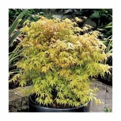 Acer Palmatum 'Katsura' | Japanese Maple Tree | 70-90cm | 7.5L Pot