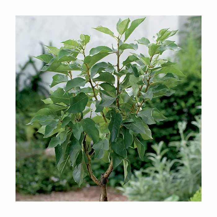 4-5ft ''Hartland' Patio Cherry Tree | Gisela 5 Semi Dwarfing Rootstock | 4.5L Pot 3 4-5ft ''Hartland' Patio Cherry Tree | Gisela 5 Semi Dwarfing Rootstock | 4.5L Pot - Image 3