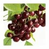 4-5ft ''Hartland' Patio Cherry Tree | Gisela 5 Semi Dwarfing Rootstock | 4.5L Pot