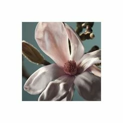 Magnolia × Soulangeana | 9cm Pot -botanical garden shop TR1027 add image 1 27c1