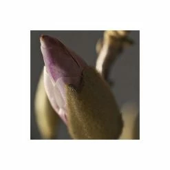 Magnolia × Soulangeana | 9cm Pot -botanical garden shop TR1027 add image 2 8edc