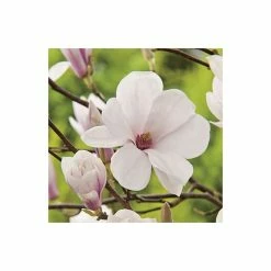 Magnolia × Soulangeana | 9cm Pot -botanical garden shop TR1027 add image 3 72ed