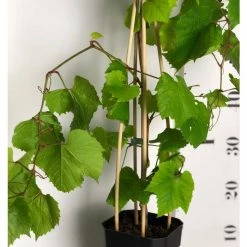 2-3ft 'Crimson Seedless' Grape Vine | 3L Pot | Seedless | Outdoor -botanical garden shop TR1030 add image 2 0862