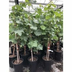 2-3ft 'Crimson Seedless' Grape Vine | 3L Pot | Seedless | Outdoor -botanical garden shop TR1030 add image 3 55d8