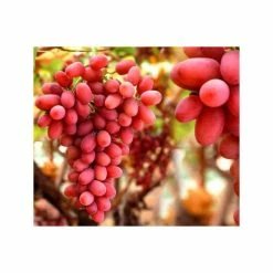 2-3ft 'Crimson Seedless' Grape Vine | 3L Pot | Seedless | Outdoor