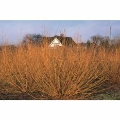 Salix Alba 'Golden Ness' | White Willow Tree | 12L Pot | 150-180cm | By Frank P Matthews