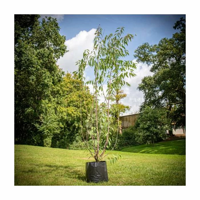 Prunus Serrula | Multi Stem Tibetan Cherry Blossom Tree | 18L Pot | 160-200cm 7 Prunus Serrula | Multi Stem Tibetan Cherry Blossom Tree | 18L Pot | 160-200cm - Image 7