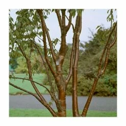 Prunus Serrula | Multi Stem Tibetan Cherry Blossom Tree | 18L Pot | 160-200cm