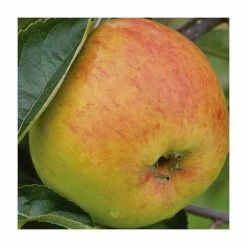 4-5ft 'Blenheim Orange' Dessert Apple Tree | MM106 Semi Vigorous Rootstock | Bare Root