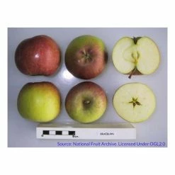 4-5ft 'Braeburn Hillwell' Dessert Apple Tree | MM106 Semi Vigorous Rootstock | Bare Root 8 4-5ft 'Braeburn Hillwell' Dessert Apple Tree | MM106 Semi Vigorous Rootstock | Bare Root -botanical garden shop TR1248 add image 3 7f2d