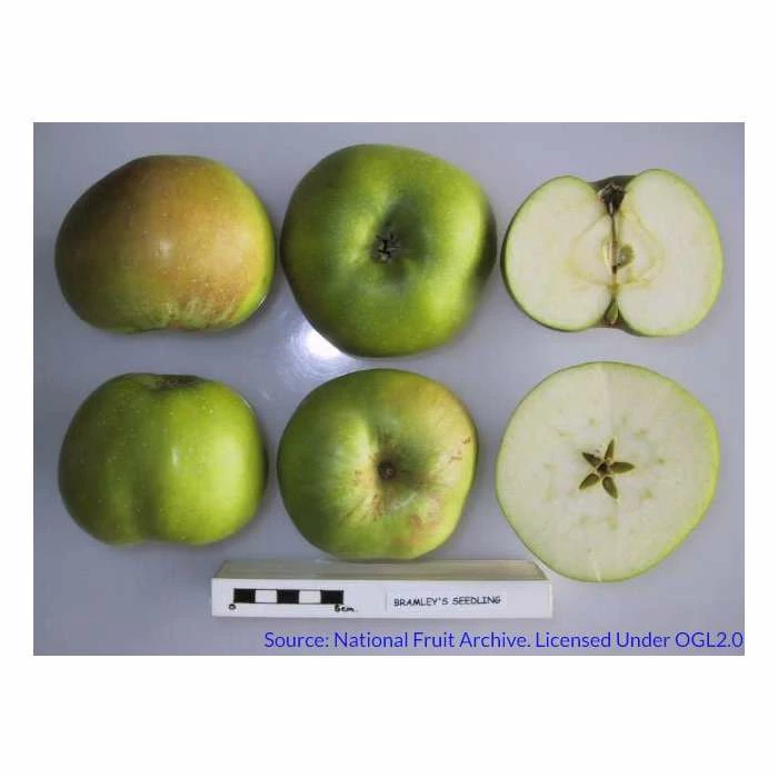 4-5ft 'Bramley's Seedling' Cooking Apple Tree | MM106 Semi Vigorous Rootstock | Bare Root 3 4-5ft 'Bramley's Seedling' Cooking Apple Tree | MM106 Semi Vigorous Rootstock | Bare Root - Image 3